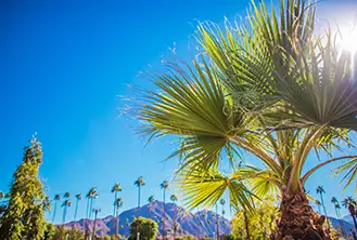 photograph of some palm trees