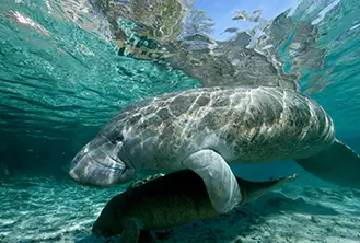 whale underwater