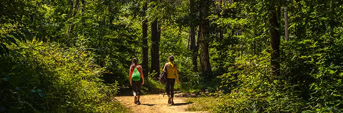 a couple walking in the middle of a forest