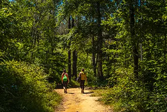a couple walking in the middle of a forest